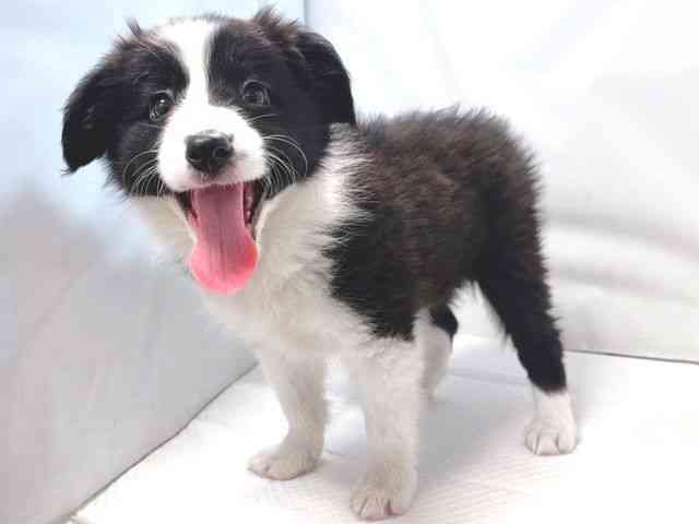 大阪府のボーダーコリー (ひごペットフレンドリー堺プラットプラット店/2026年1月10日生まれ/男の子/ブラックホワイト)の子犬の2枚目の画像