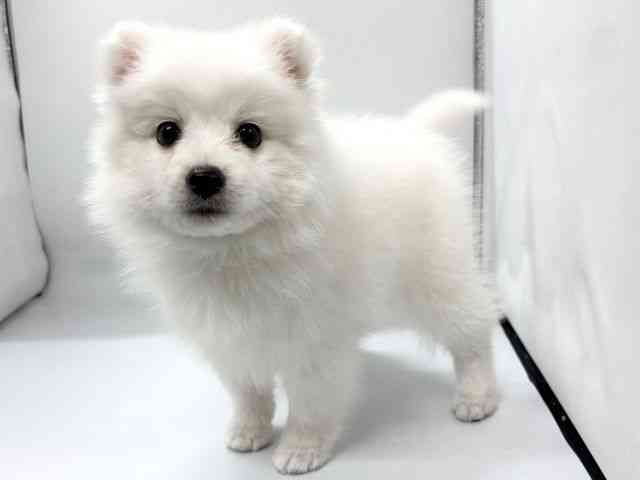 京都府の日本スピッツ (ひごペットフレンドリー京都店/2026年1月7日生まれ/男の子/ホワイト)の子犬の2枚目の画像