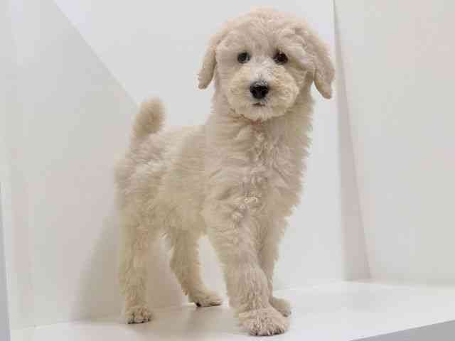 奈良県のスタンダードプードル (ひごペットフレンドリーイオンモール橿原ウエスト・ビレッジ店/2026年1月5日生まれ/男の子/ペールフォーン)の子犬の2枚目の画像