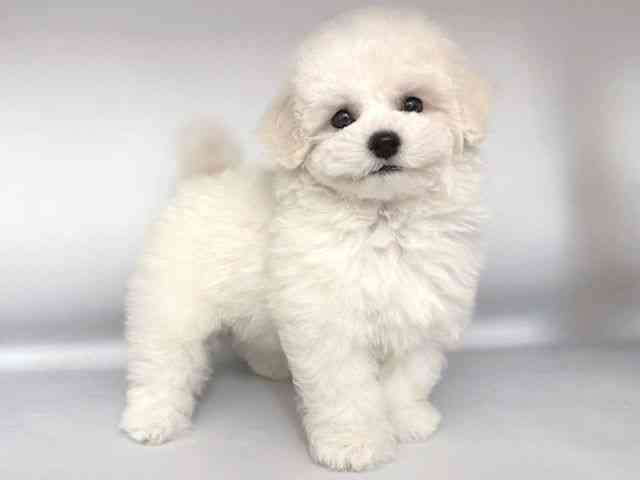 大阪府のビションプー(ビションフリーゼ×プードル) (ひごペットフレンドリー岸和田店/2026年1月10日生まれ/女の子/ホワイト)の子犬の2枚目の画像