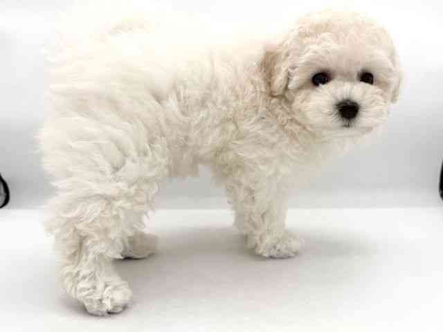 大阪府のビションプー(ビションフリーゼ×プードル) (ひごペットフレンドリーイオンそよら海老江店/2026年1月10日生まれ/女の子/ホワイト)の子犬の2枚目の画像