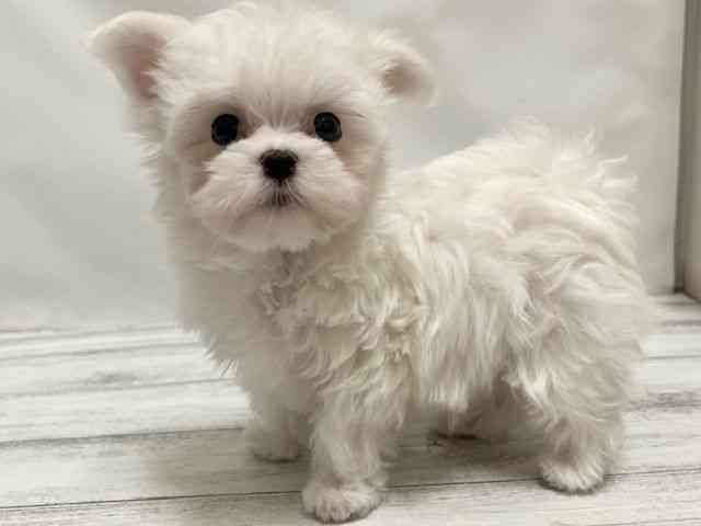 和歌山県のマルチーズ (ひごペットフレンドリーパームシティ和歌山店/2026年1月8日生まれ/男の子/ホワイト)の子犬の2枚目の画像