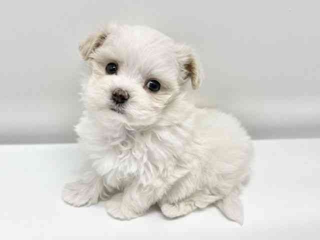 大阪府のマルプー(マルチーズ×プードル) (ひごペットフレンドリーイオンタウン豊中庄内店/2026年1月11日生まれ/男の子/ホワイト)の子犬の2枚目の画像