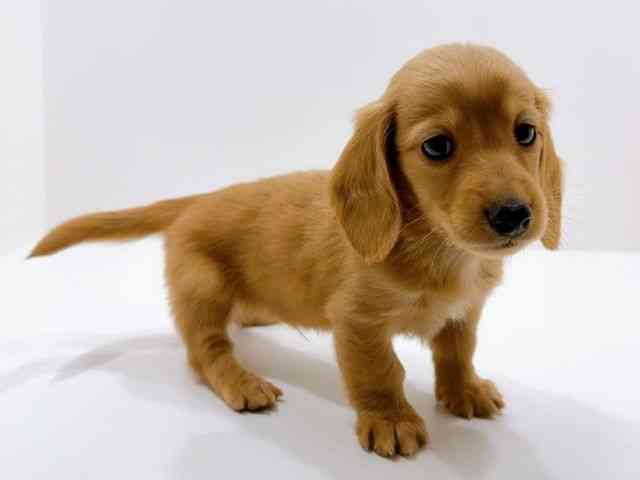 広島県のミニチュアダックスフンド(ロング) (ひごペットフレンドリーフジグラン神辺店/2026年1月10日生まれ/男の子/レッド)の子犬の2枚目の画像