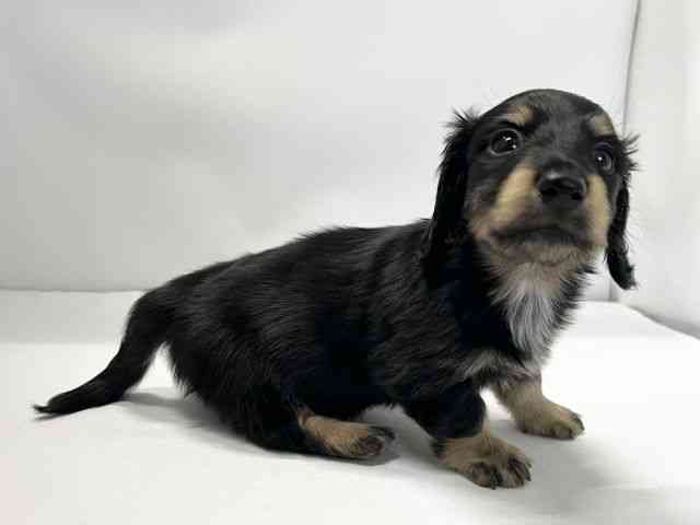 愛媛県のカニンヘンダックスフンド(ロング) (ひごペットフレンドリーイオンモール今治新都市店/2026年1月9日生まれ/男の子/ブラックタン)の子犬の2枚目の画像