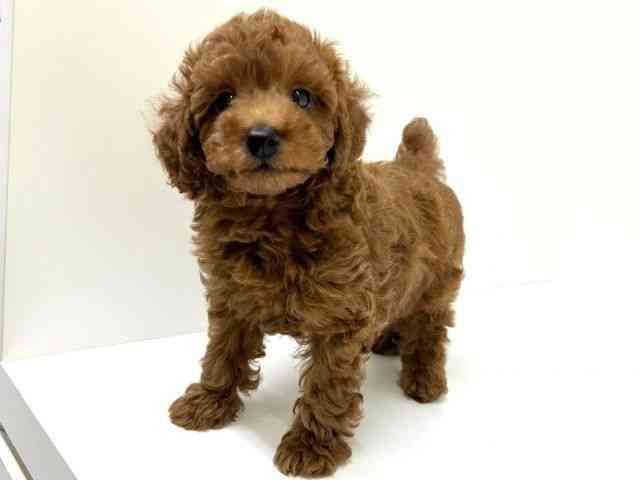 兵庫県のトイプードル(トイ) (ひごペットフレンドリーブルメールHAT神戸店/2026年1月10日生まれ/男の子/レッドフォーン)の子犬の2枚目の画像