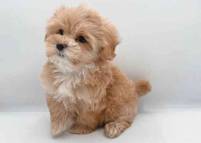 島根県のハーフ犬・ミックス犬 (ひごペットフレンドリーイオン松江ショッピングセンター店/2026年1月5日生まれ/女の子/クリーム)の子犬の2枚目の画像