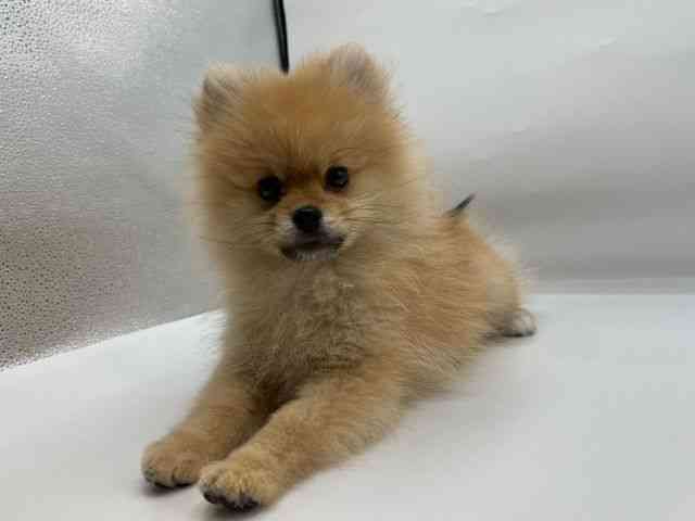 香川県のポメラニアン (ひごペットフレンドリーゆめタウン高松店/2026年1月10日生まれ/女の子/オレンジ)の子犬の2枚目の画像