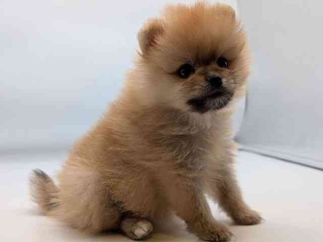 香川県のポメラニアン (ひごペットフレンドリーゆめタウン高松店/2026年1月10日生まれ/女の子/オレンジ)の子犬の2枚目の画像