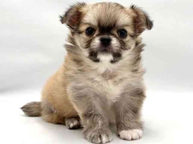 大阪府のチワワ(ロング) (ひごペットフレンドリー東淀川店/2026年1月9日生まれ/男の子/フォーン)の子犬の2枚目の画像