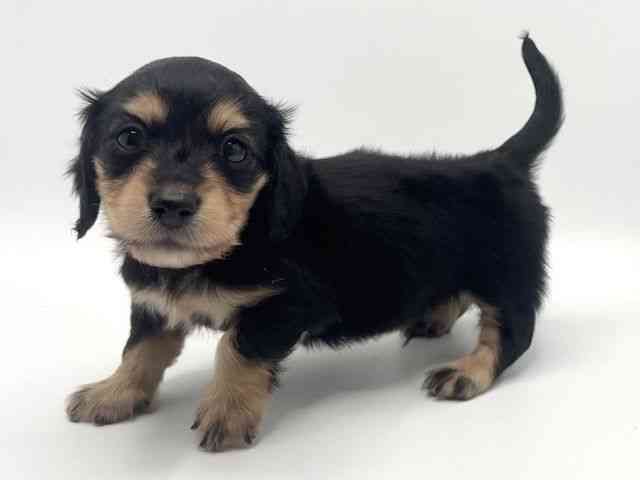 大阪府のミニチュアダックスフンド(ロング) (ひごペットフレンドリーみのおキューズモール店/2026年1月10日生まれ/男の子/ブラックタン)の子犬の2枚目の画像