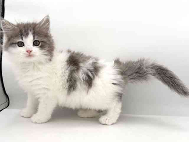 大阪府のノルウェージャンフォレストキャット (ひごペットフレンドリーイオンそよら海老江店/2026年1月11日生まれ/女の子/ブルータビーホワイト)の子猫の2枚目の画像