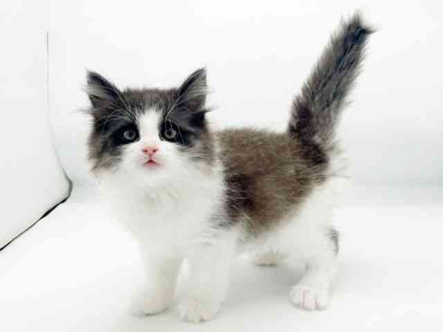 兵庫県のノルウェージャンフォレストキャット (ひごペットフレンドリーコロワ甲子園店/2026年1月11日生まれ/男の子/ブラックホワイト)の子猫の2枚目の画像