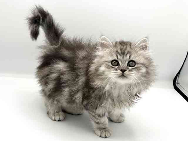 京都府のマンチカン (ひごペットフレンドリーイオンモール高の原店/2026年1月7日生まれ/男の子/シルバータビーホワイト)の子猫の2枚目の画像