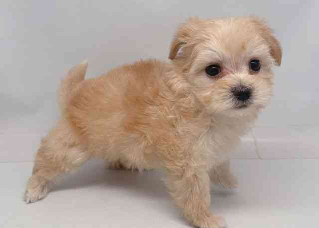 鳥取県のマルプー(マルチーズ×プードル) (ひごペットフレンドリーイオンモール鳥取北店/2026年1月8日生まれ/女の子/アプリコット)の子犬の2枚目の画像