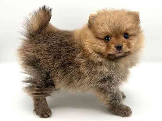 京都府のポメラニアン (ひごペットフレンドリーイオンモール高の原店/2026年1月9日生まれ/女の子/オレンジ)の子犬の2枚目の画像