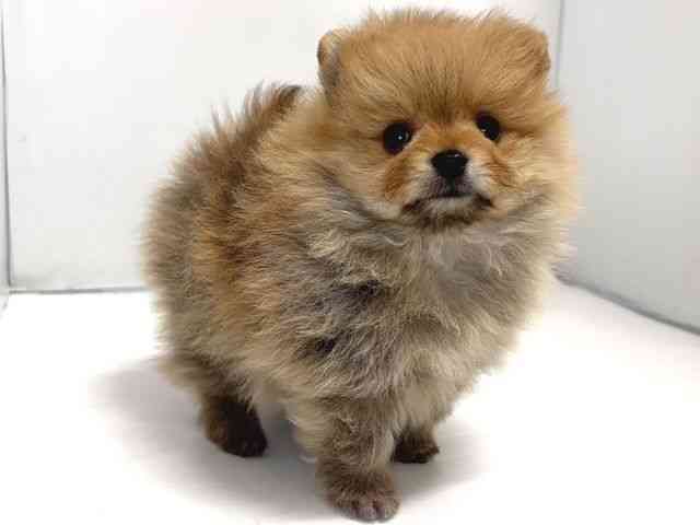 奈良県のポメラニアン (ひごペットフレンドリー奈良パワーシティ店/2026年1月9日生まれ/男の子/オレンジ)の子犬の2枚目の画像