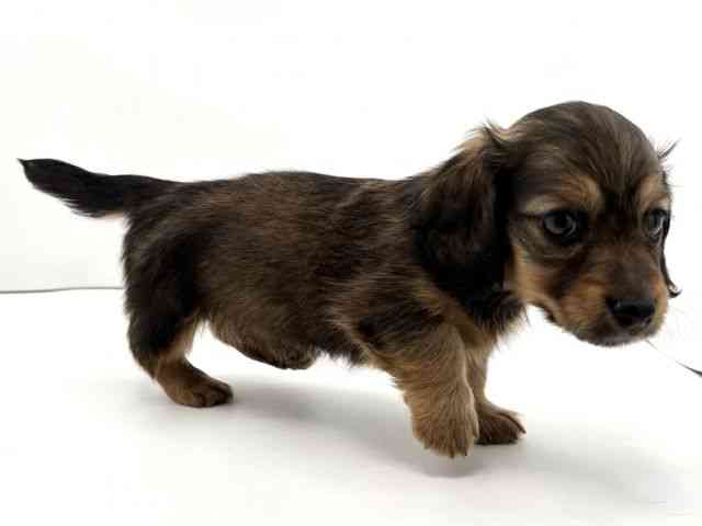 兵庫県のカニンヘンダックスフンド(ロング) (ひごペットフレンドリークラウンパーク伊丹店/2026年1月9日生まれ/女の子/レッド)の子犬の2枚目の画像