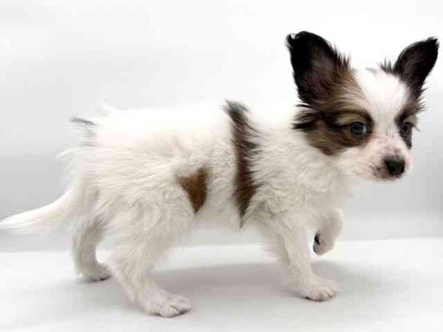 大阪府のパピヨン (ひごペットフレンドリーイオンそよら海老江店/2026年1月10日生まれ/男の子/ホワイトブラウン)の子犬の2枚目の画像