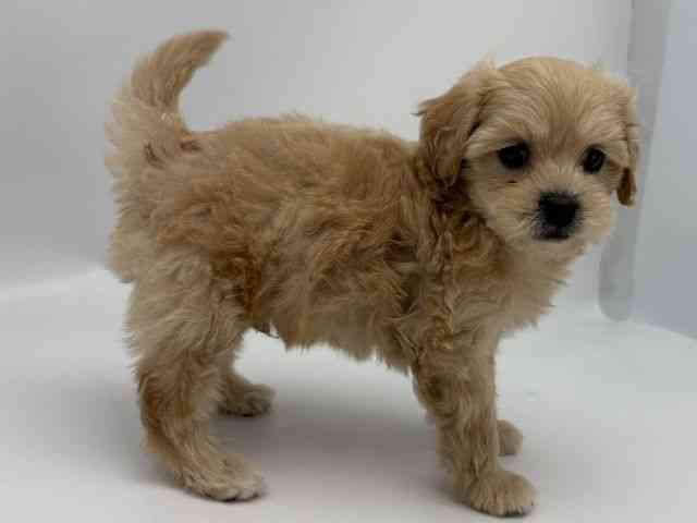 島根県のペキプー(ペキニーズ×プードル) (ひごペットフレンドリーイオンモール出雲店/2026年1月12日生まれ/男の子/クリーム)の子犬の2枚目の画像