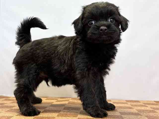 愛媛県のペキプー(ペキニーズ×プードル) (ひごペットフレンドリーエミフルMASAKI店/2026年1月12日生まれ/男の子/ブリンドル)の子犬の2枚目の画像