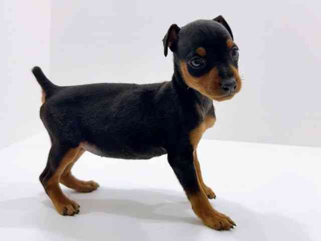 広島県のミニチュアピンシャー (ひごペットフレンドリーフジグラン神辺店/2026年1月11日生まれ/女の子/ブラックタン)の子犬の2枚目の画像