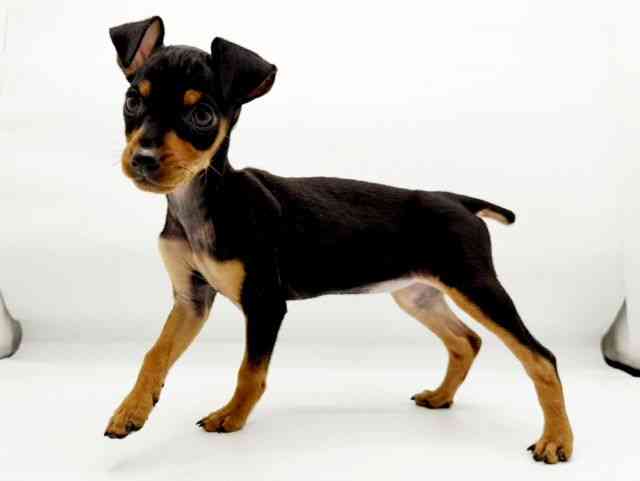 兵庫県のミニチュアピンシャー (ひごペットフレンドリーコロワ甲子園店/2026年1月11日生まれ/女の子/ブラックタン)の子犬の2枚目の画像