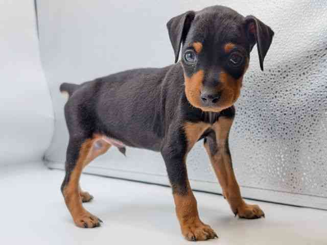 香川県のミニチュアピンシャー (ひごペットフレンドリーゆめタウン高松店/2026年1月11日生まれ/男の子/ブラックタン)の子犬の2枚目の画像