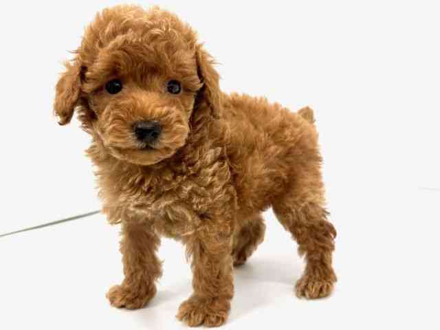 大阪府のトイプードル(トイ) (ひごペットフレンドリーイオンタウン茨木太田店/2026年1月10日生まれ/男の子/レッドフォーン)の子犬の2枚目の画像