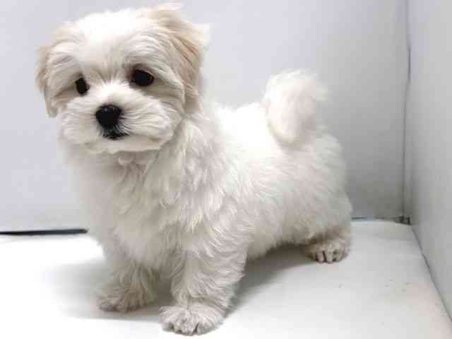 奈良県のマルチーズ (ひごペットフレンドリー奈良パワーシティ店/2026年1月10日生まれ/男の子/ホワイト)の子犬の2枚目の画像