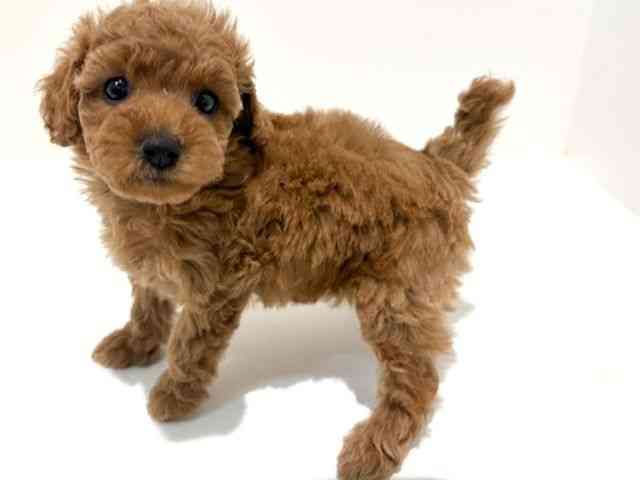 大阪府のトイプードル(トイ) (ひごペットフレンドリーイオン高槻店/2026年1月10日生まれ/女の子/レッドフォーン)の子犬の2枚目の画像