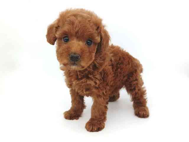 大阪府のトイプードル(トイ) (ひごペットフレンドリー泉ヶ丘店/2026年1月10日生まれ/女の子/レッドフォーン)の子犬の2枚目の画像