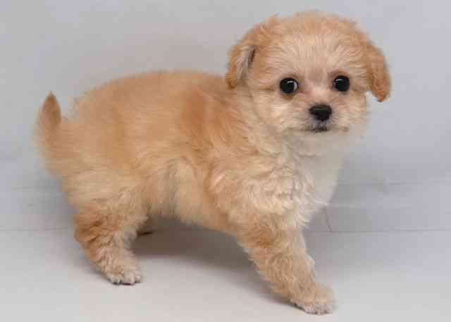 鳥取県のチワプー/プーチー(チワワ×プードル) (ひごペットフレンドリーイオンモール鳥取北店/2026年1月10日生まれ/女の子/アプリコット)の子犬の2枚目の画像