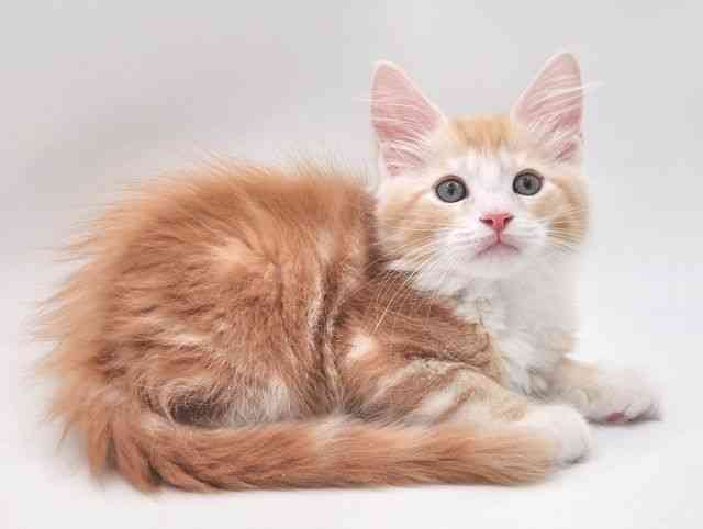 大阪府のメインクーン (ひごペットフレンドリー泉ヶ丘店/2026年1月9日生まれ/男の子/レッドタビーホワイト)の子猫の2枚目の画像