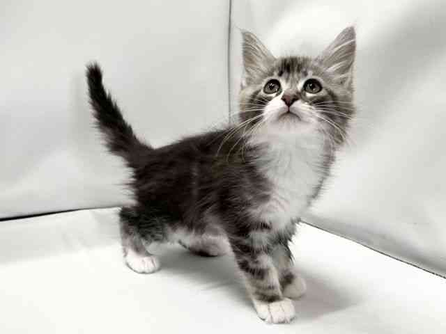 愛媛県のメインクーン (ひごペットフレンドリーイオンモール今治新都市店/2026年1月9日生まれ/男の子/シルバータビーホワイト)の子猫の2枚目の画像