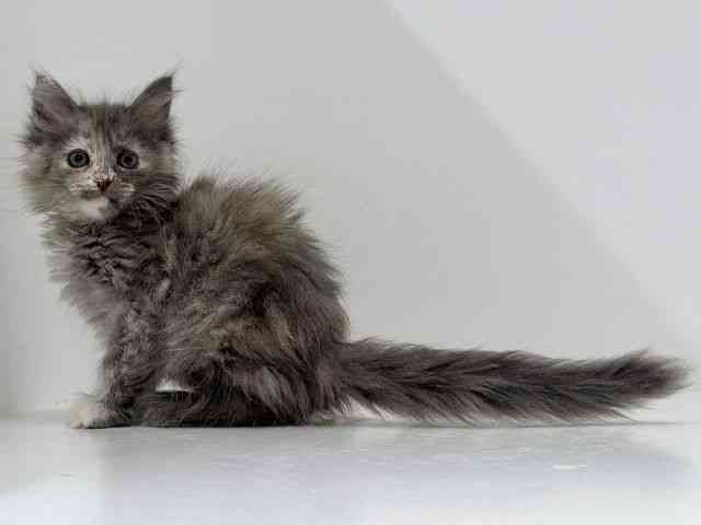 奈良県のメインクーン (ひごペットフレンドリーイオンモール橿原ウエスト・ビレッジ店/2026年1月9日生まれ/女の子/ブルートーティ)の子猫の2枚目の画像