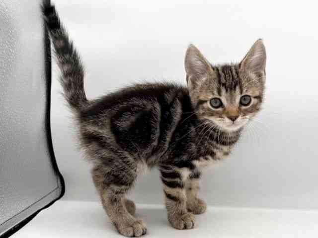 大阪府のアメリカンショートヘアー (ひごペットフレンドリーイオンそよら海老江店/2026年1月11日生まれ/男の子/ブラウンタビー)の子猫の2枚目の画像