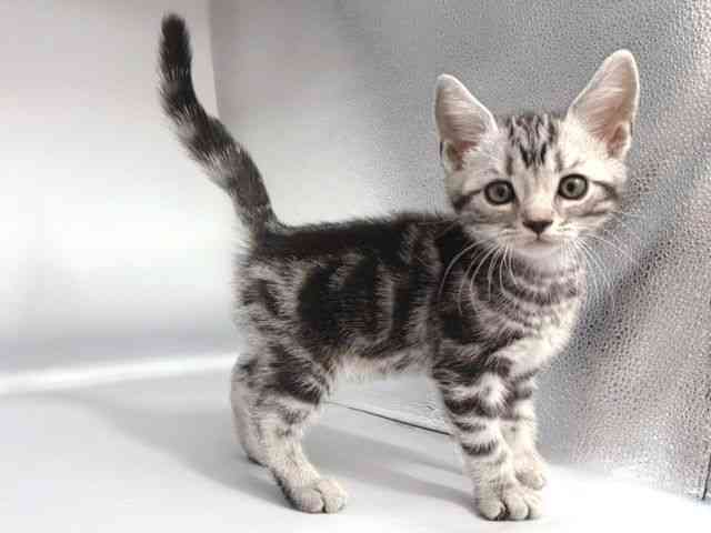 大阪府のアメリカンショートヘアー (ひごペットフレンドリー岸和田店/2026年1月11日生まれ/男の子/シルバータビー)の子猫の2枚目の画像