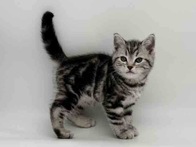 島根県のアメリカンショートヘアー (ひごペットフレンドリーイオンモール出雲店/2026年1月10日生まれ/女の子/シルバータビー)の子猫の2枚目の画像