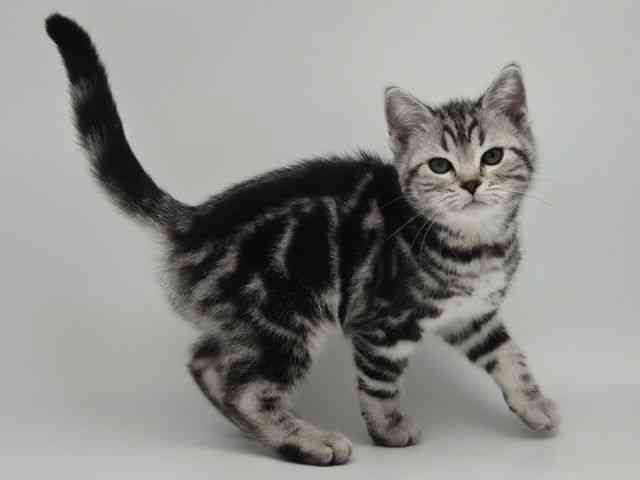 島根県のアメリカンショートヘアー (ひごペットフレンドリーイオンモール出雲店/2026年1月10日生まれ/女の子/シルバータビー)の子猫の2枚目の画像