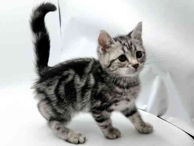 大阪府のアメリカンショートヘアー (ひごペットフレンドリーみのおキューズモール店/2026年1月10日生まれ/男の子/シルバータビー)の子猫の2枚目の画像