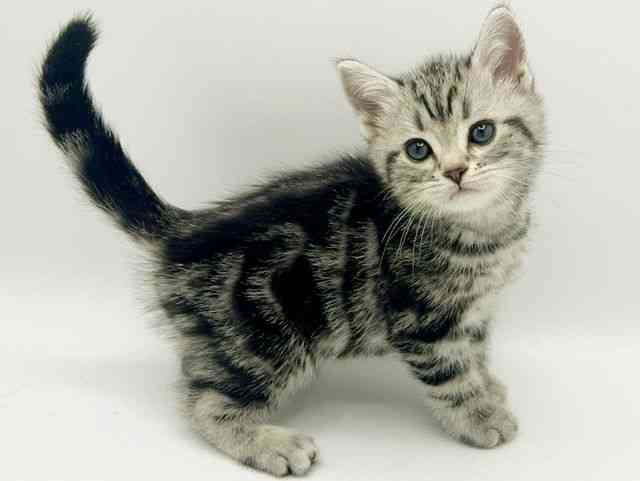 大阪府のアメリカンショートヘアー (ひごペットフレンドリーみのおキューズモール店/2026年1月10日生まれ/男の子/シルバータビー)の子猫の2枚目の画像