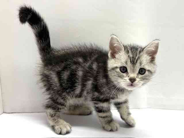 大阪府のアメリカンショートヘアー (ひごペットフレンドリーベルファⅡ都島店/2026年1月10日生まれ/男の子/シルバータビー)の子猫の2枚目の画像