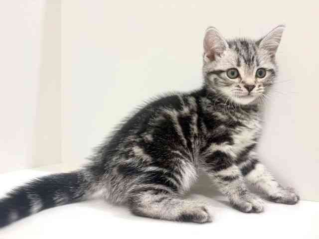奈良県のアメリカンショートヘアー (ひごペットフレンドリーイオンモール橿原ウエスト・ビレッジ店/2026年1月10日生まれ/男の子/シルバータビー)の子猫の2枚目の画像
