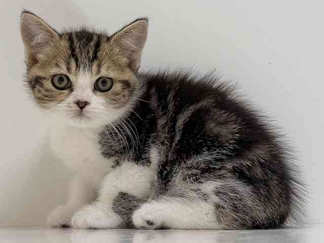 奈良県のマンチカン (ひごペットフレンドリーイオンモール橿原ウエスト・ビレッジ店/2026年1月10日生まれ/男の子/ブラウンタビーホワイト)の子猫の2枚目の画像