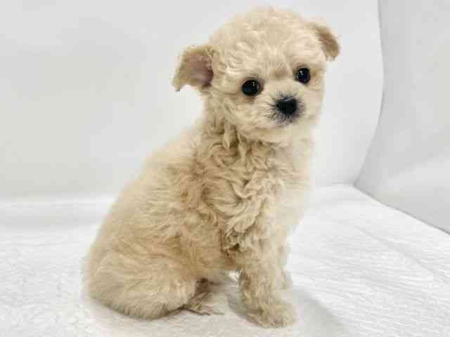 高知県のチワプー/プーチー(チワワ×プードル) (ひごペットフレンドリーイオンモール高知店/2026年1月10日生まれ/男の子/アプリコット)の子犬の2枚目の画像