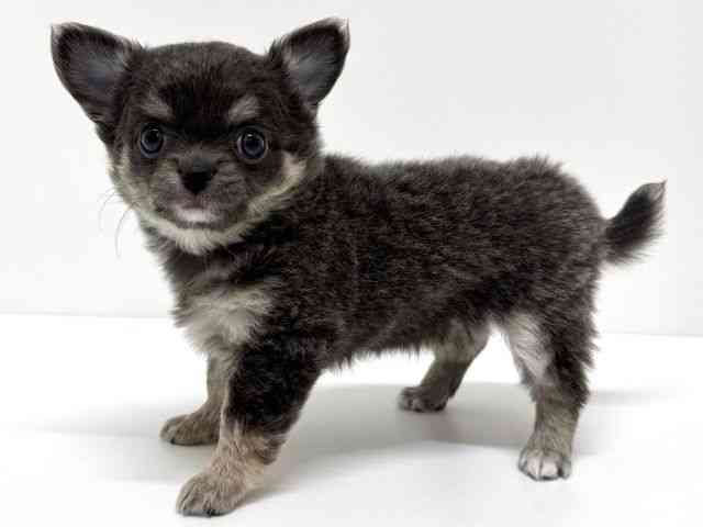 大阪府のチワワ(ロング) (ひごペットフレンドリーくずはモール店/2026年1月11日生まれ/女の子/ブルータンホワイト)の子犬の2枚目の画像