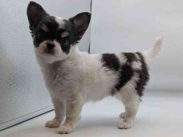 香川県のチワワ(ロング) (ひごペットフレンドリーゆめタウン高松店/2026年1月11日生まれ/女の子/ブラックタンホワイト)の子犬の2枚目の画像