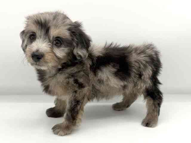 大阪府のダップー(ダックス×プードル) (ひごペットフレンドリーららぽーとEXPOCITY店/2026年1月10日生まれ/男の子/シルバーダップル)の子犬の2枚目の画像