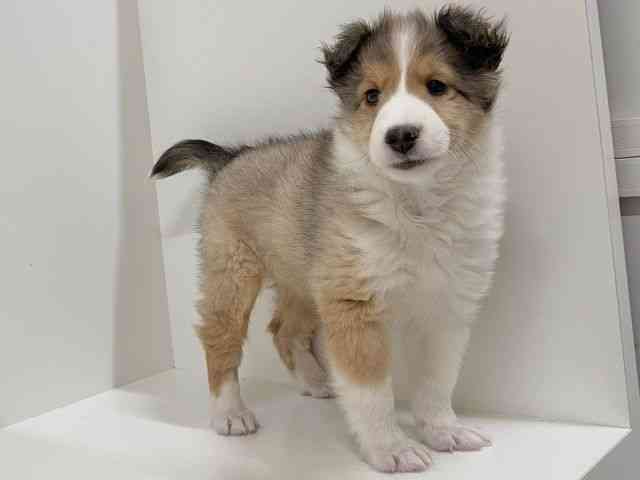 奈良県のシェットランドシープドッグ (ひごペットフレンドリーイオンモール橿原ウエスト・ビレッジ店/2026年1月11日生まれ/女の子/セーブルホワイト)の子犬の2枚目の画像